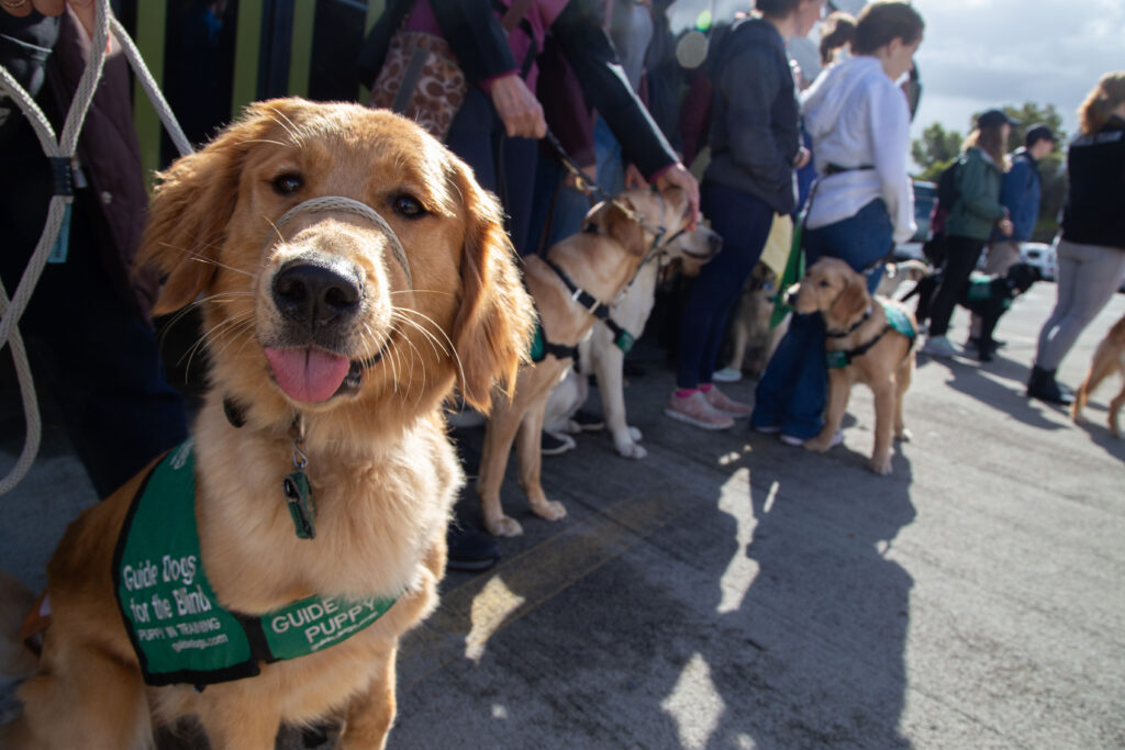 guide dog/puppy for the blind in training